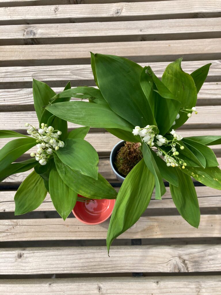 muguet-dans -tasses-sans-anse