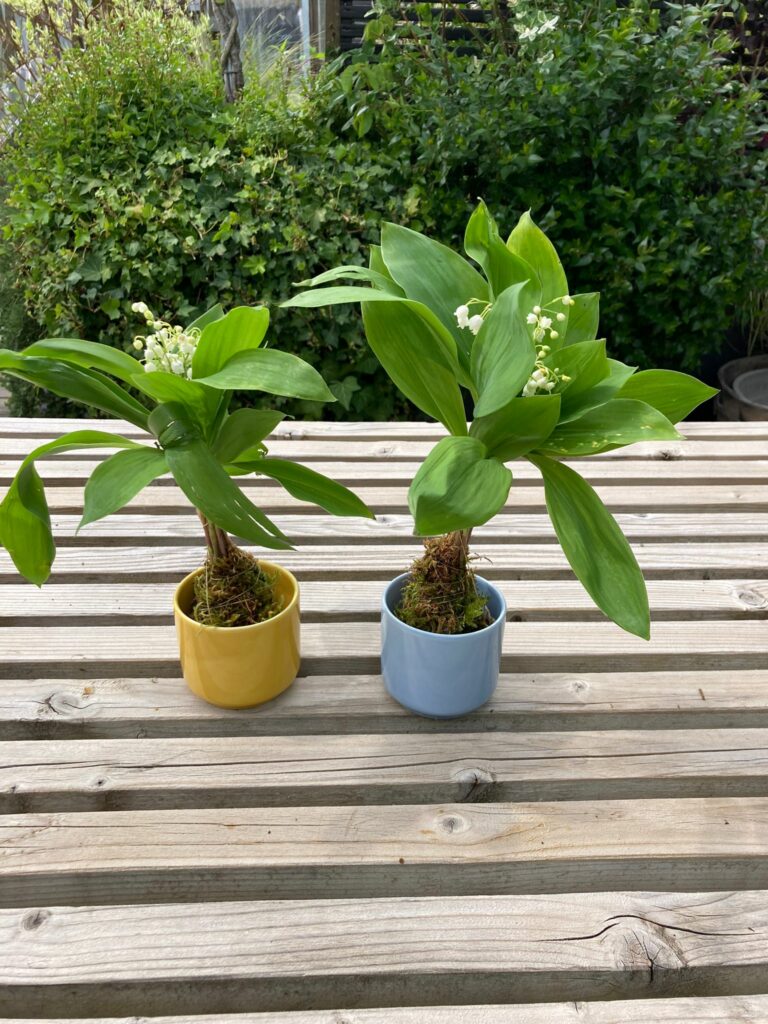 tasse-sans-anse-fleur-de-pot