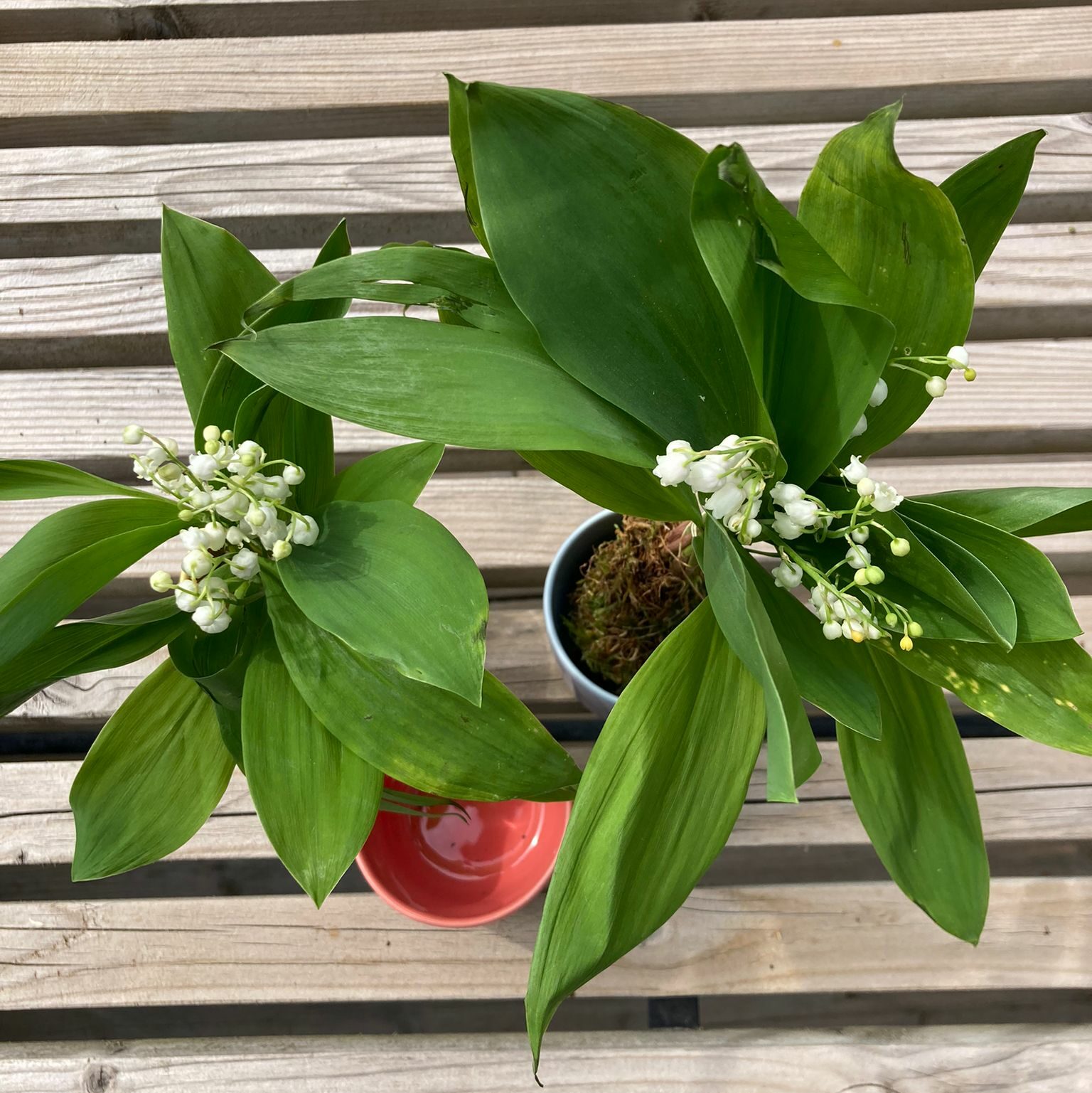 muguet-dans -tasses-sans-anse