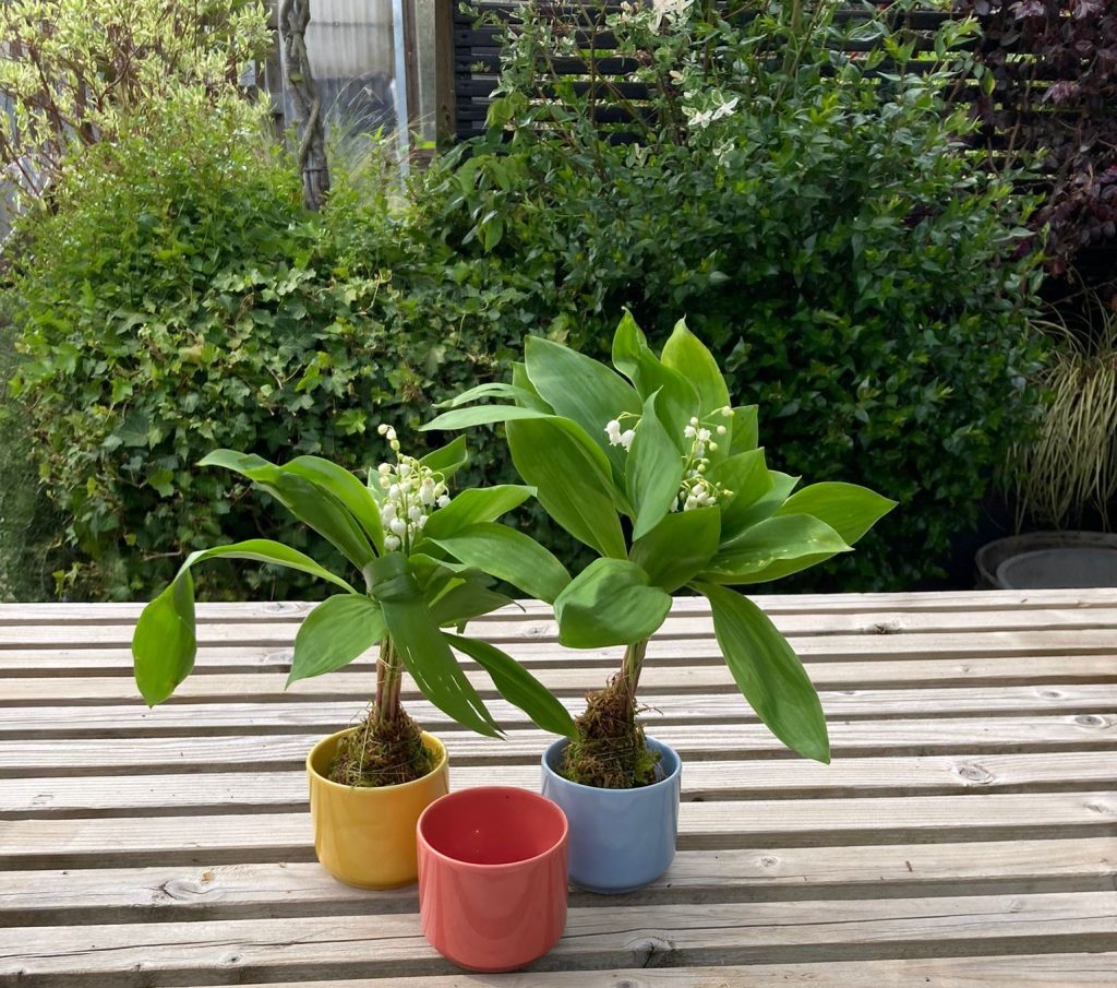 mugs-porcelaine-pots-plantes